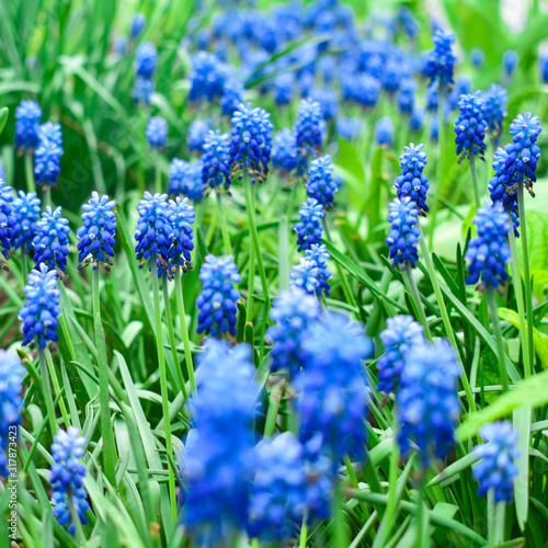 Spring flowers muscari - flower natural spring background with blooming spring flowers of muscari. Closeup of spring flowers.