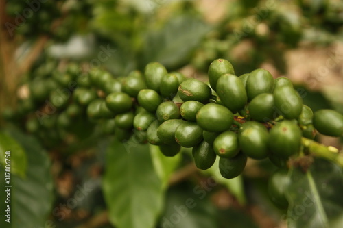 Colombian coffee plantation in the Andean valleys. Quimbaya, Quindio, Colombia. Triangle coffee