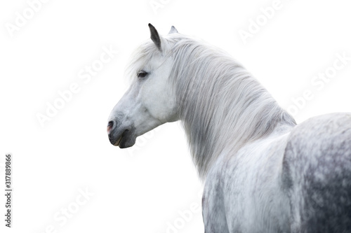 White horse portrait with long mane on white background. High key image