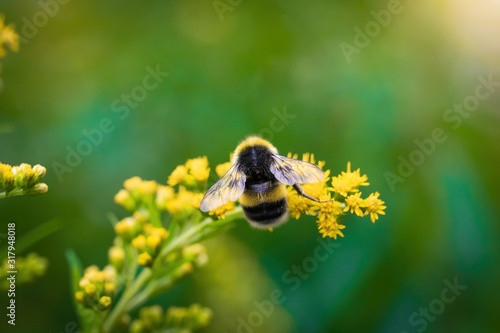 bumblebee collects flower nectar of goldenrod on a summer sunny day.