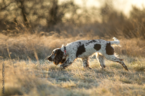 dog english springer spaniel