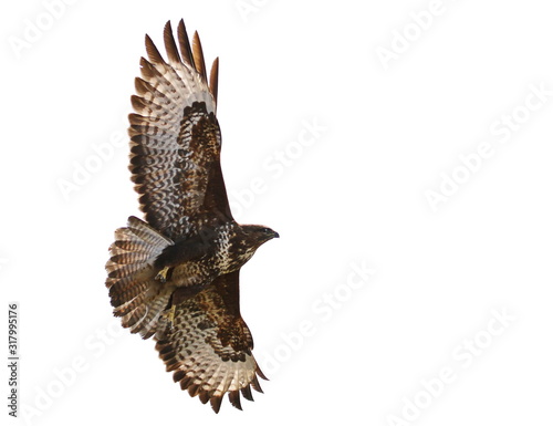 Common Buzzard in fly, Buteo buteo