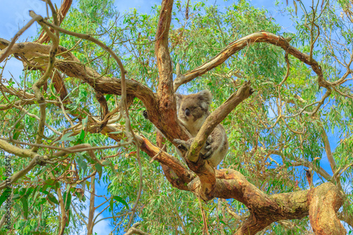 koala bear, Phascolarctos cinereus species, lying on eucalyptus tree at Phillip Island in Victoria, Australia. The koala boardwalk provides koala viewing and amazing views of a natural wetland area.