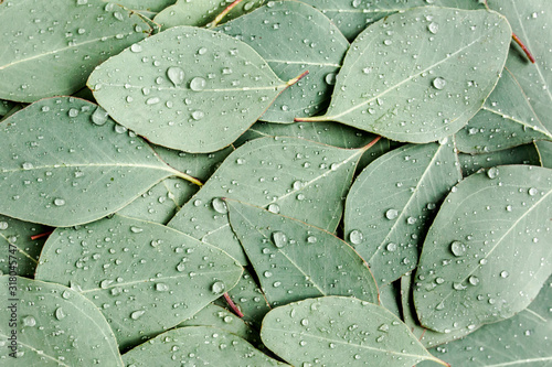 Background/Texture made of green eucalyptus leaves with raindrop, dew. Flat lay, top view