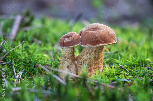 Bitter boletes (Tylopilus felleus) growing in moss