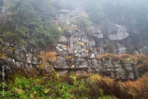 Misty, moody view of vertical rocky cliff covered by colorful moss, sunlit grass and young pine trees