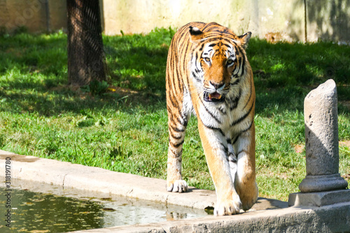 tiger in zoo