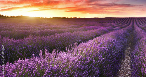 View of lavender field at sunrise in Provence, France