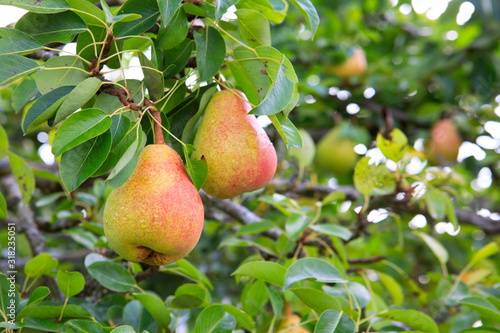 Ripe organic cultivar pears in the summer garden.