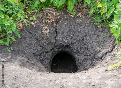 Groundhog burrow in the ground and grass