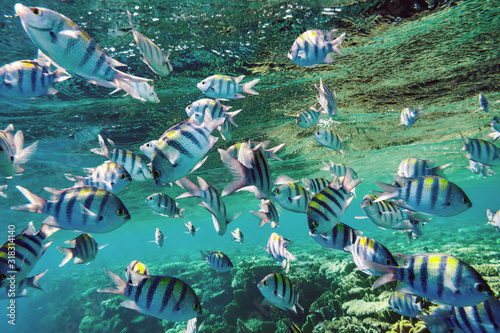 Underwater world. A flock of Sergeant major fish over the Red Sea coral reef.