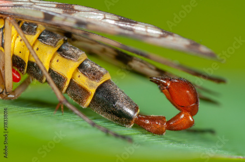 Abdomen und Genitalsegment einer männlichen Skorpionsfliege, erinnert an den Stachel eines Skorpions, Hinterleib eines Panorpa communis Männchen mit Genitalsegment, das einem Stachel ähnelt