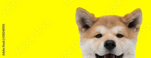 adorable akita inu dog with brown fur hiding