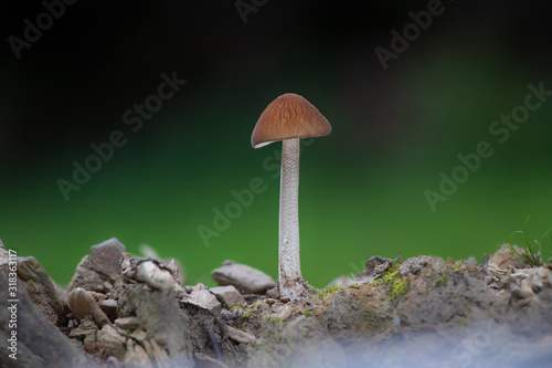 Mushroom with a brown cap growing on a mound
