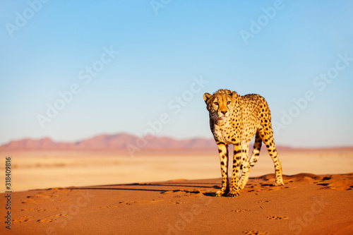 Cheetah in dunes