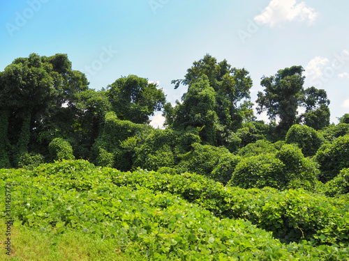 Invasive Kudzu Roadside Mississippi