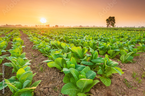 View of tobacco plant in the field at Sukhothai province, Northern of Thailand