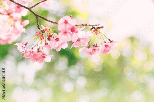 春 桜 キラキラ フィルム風