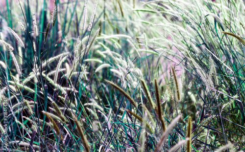 Pennisetum or furry fountain grass, beautiful enchanted movement under the wind in vibrant light, countryside meadow.