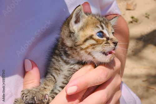 Female hands holding a sick stray kitten from a shelter. Rescue homeless abandoned cat