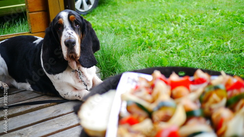 Głodny pies rasy Basset Hound patrzy na grill z warzywami, chlebem, kurczakiem i mięsem. W tle zieleń, trawa, krajobraz wakacyjny, urlopowy. Taras domku letniskowego.