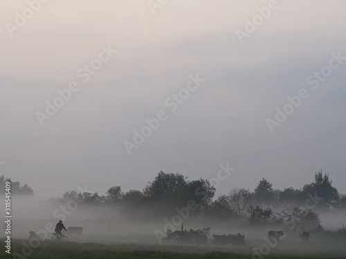krowy na łące we mgle