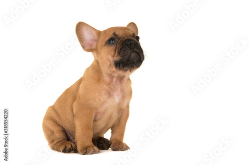 Cute french bulldog puppy sitting and looking up isolated on a white background