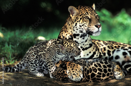 JAGUAR panthera onca