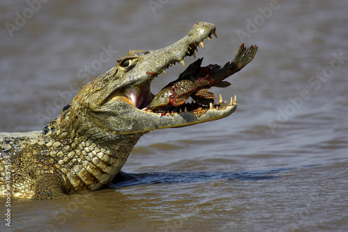CAIMAN A LUNETTES caiman crocodilus