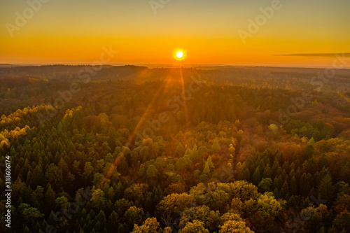 Aerial drone shot of pine tree forests and heathland in Luneberg Heide in Germany during sunset hour