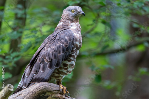 Close-up portrait of European honey buzzard (Pernis apivorus) also known as Common pern.