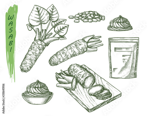 Vector sketch for wasabi or japanese sashimi
