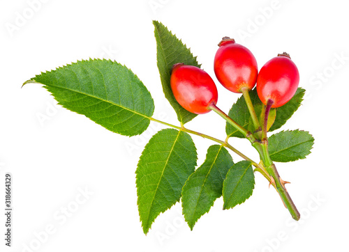 Thorny briar twig with red rosehips and green leaves isolated on a white background. Rosa canina. Sweet ripe rose hips on fresh small branch of wild brier with prickly thorns. Medicinal natural fruit.