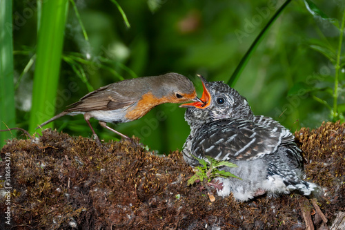 Common cuckoo, Cuculus canorus. Young man in the nest fed by his adoptive mother - Erithacus rubecula - European robin