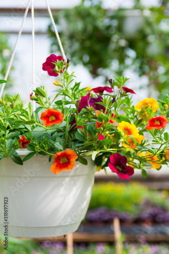 Calibrachoa flower with orange, yellow, burgundia red flowers, growing in a white pot in greenhouse