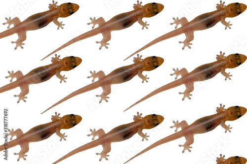 Isolated lizard wallpaper with white background