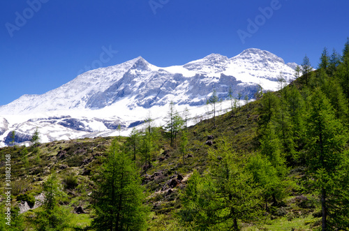 Snow Glacier and Trees with Clear Sky in Switzerland.
