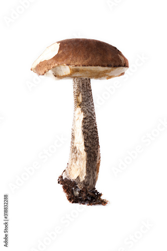 Boletus mushroom (Léccinum scábrum) - autumn harvest of wild mushroom on the light background