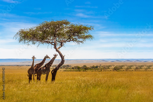 Three giraffes under acacia tree