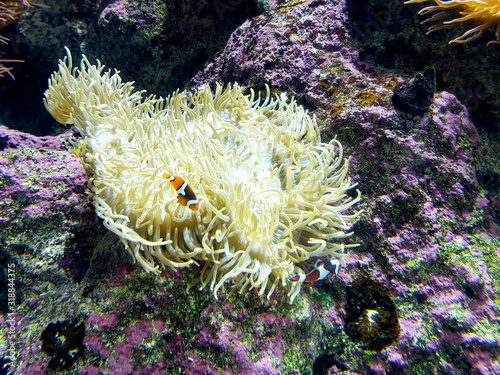 Acquario Singapore