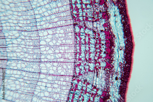  Close up Plant Stem under the microscope for classroom education.