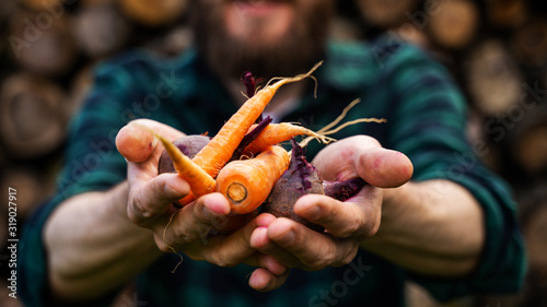 Carrots and beets in the man farmer hands in a green plaid shirt