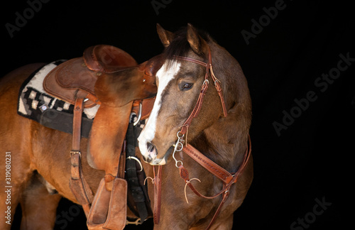 western horse black background