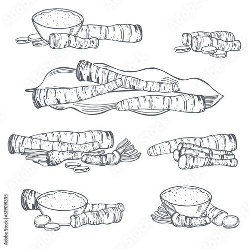 Hand drawn horseradish, root and leaves. Vector sketch illustration.