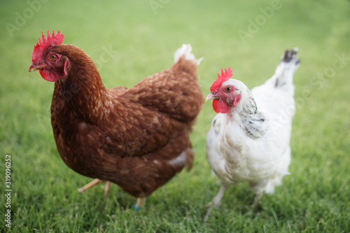 red brown isa and small white sussex chickens standing next to each other