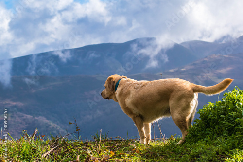 Naturaleza, el perro en la montaña