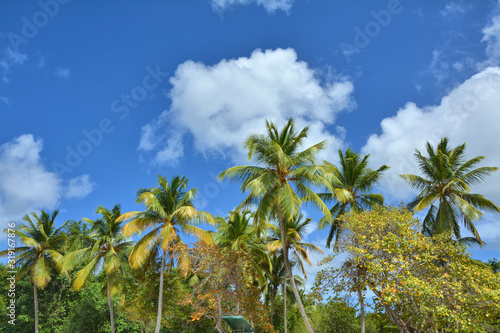 Caribbean palm trees on St Thomas beach.