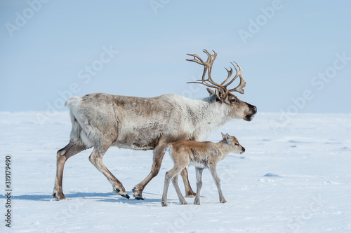 reindeer in the spring, female reindeer with offspring