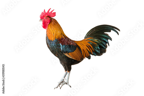 Rooster isolated on white background. Side view of colorful rooster or cock chicken standing isolated