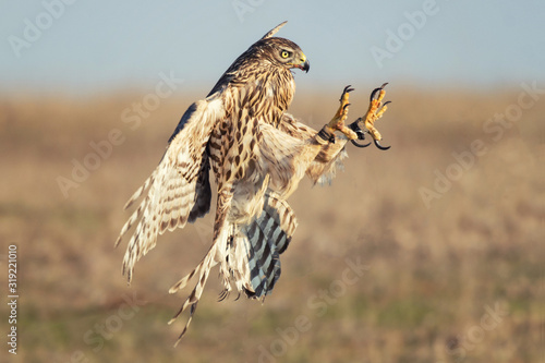 Birds of prey young Northern hawk in flight, Accipiter gentilis